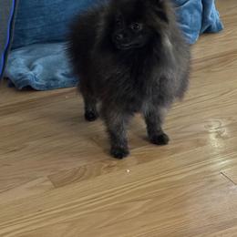 Roadie - Brindle male Pomeranian puppy in Corydon, Indiana from Kortes Pomeranians