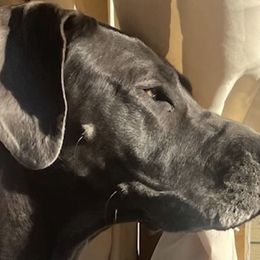 Great Danes from Great Dames with PNW Great Danes