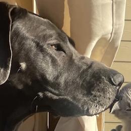 Great Danes from Great Dames with PNW Great Danes