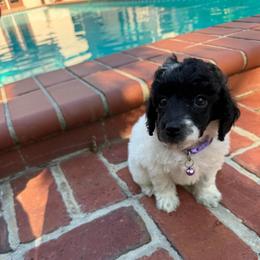 Dulce - Parti female Poodle puppy in Gainesville, Florida from Pet Inn Xxweetdoodles