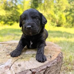 Sangria - Black and white female Aussiedoodle puppy in Mulino, Oregon from Korbella Farm