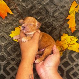 Blue Moon - Red  male Poodle puppy in Hemet, California from Vallevistadoodles