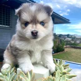 Pomskies from Pomskies of Hawaii
