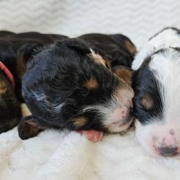 Marigold - Tri-color female Bernedoodle puppy in Granton, Wisconsin from Rose River Farms