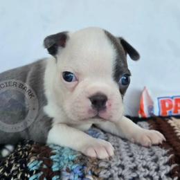 Payday - Blue male Boston Terrier puppy in Columbia Falls, Montana from Glacier Bark Boston Terriers
