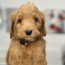 Paris - Apricot female Goldendoodle puppy in Yuciapa, California from AlltheDoodlez_