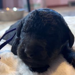 Purple - Black and white male Bernedoodle puppy in Toledo, Ohio from Avery Doodle Day LLC