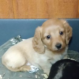 Dachshund Puppies from Decorous Dachshunds