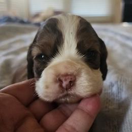 Cocker Spaniel puppies from Down in the Holler