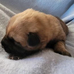 Red - Sable female German Shepherd puppy in Pahrump, Nevada from Rayler Kennels