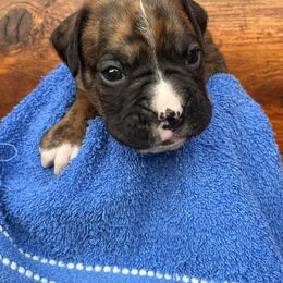 Boxer Puppies from Upstream Kennels