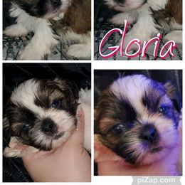 Shih Tzu Puppies from Cutie Pie Shih Tzu