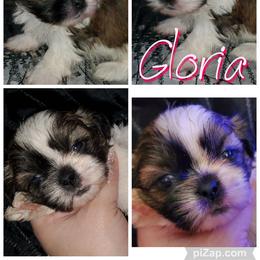 Shih Tzu Puppies from Cutie Pie Shih Tzu