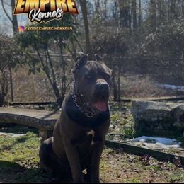 Zeus - Cane Corso