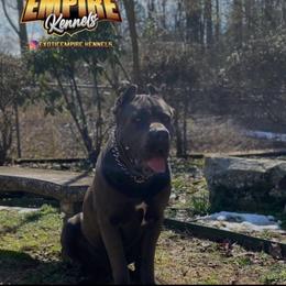 Zeus - Cane Corso