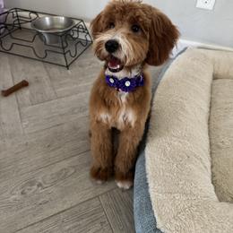 Goldendoodle All Grown Up from Goldendoodle AZ