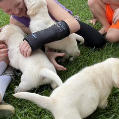 Labrador Retriever Puppies from BellaVista Labradors LLC