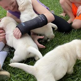 Labrador Retriever Puppies from BellaVista Labradors LLC