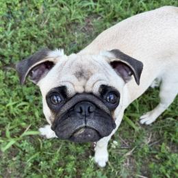 Pugs from RICHIE Farms