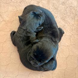 Freedom - Black male Labrador Retriever puppy in Davenport, New York from New England Premier English Labradors