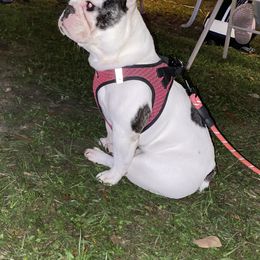 French Bulldog All Grown Up from Queens of The South Frenchies