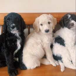 Goldendoodle Puppies from Lady Doodle Farm