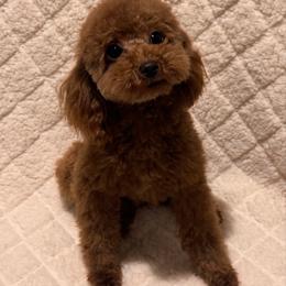 Winston - Poodle