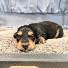 Libby - Black and cream female Dachshund puppy in Anderson, Alabama from Pasek Kennels