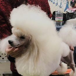 Godzilla - Poodle
