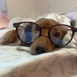 Dachshund Puppies from Teenie Weenie Doxies