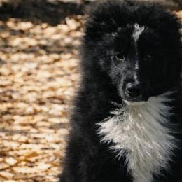 Max - Black and white male Shetland Sheepdog puppy in Weedsport, New York from M&M Shelties and Smooch-A-Bulls English Bulldogs