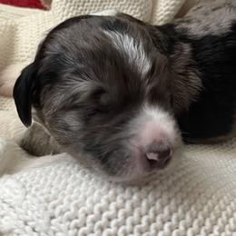 Bernedoodle, Cockapoo, and Goldendoodle Puppies from Avery Doodle Day LLC