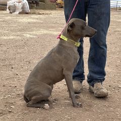Millie - Blue Lacy
