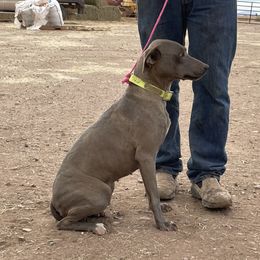 Millie - Blue Lacy