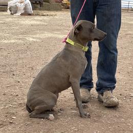 Millie - Blue Lacy