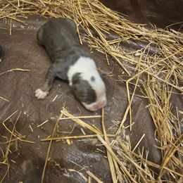 Boy 2 - Blue American Bully puppy in New Effington, South Dakota from Shane's Pups