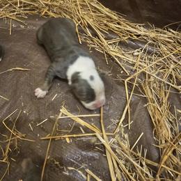 Boy 2 - Blue American Bully puppy in New Effington, South Dakota from Shane's Pups
