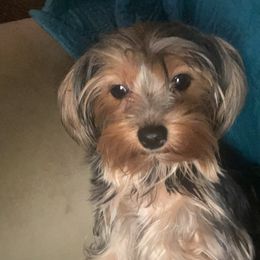 London - Yorkshire Terrier