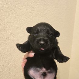 Male3 - Black male Scottish Terrier puppy in Conroe, Texas from Scotch McLaren Terriers