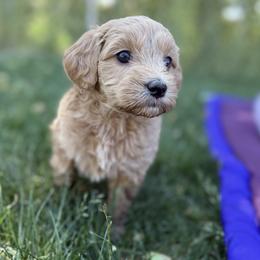 Clover - Apricot female Goldendoodle puppy in Clinton, Utah from Golden Law Kennels