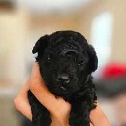 Jett - Black male Poodle puppy in Coolidge, Arizona from Effervescent-Pooches