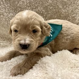 Prancer - Cream female Goldendoodle puppy in The Woodlands, Texas from Gracie's Goldendoodles and Bernedoodles