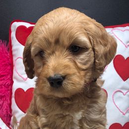 Boy 1 - Apricot Goldendoodle puppy in Ohio from Mini Doodles Dandy