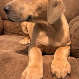Stormy - Fawn female Great Dane puppy in Wellsville, New York from Prophecy Danes