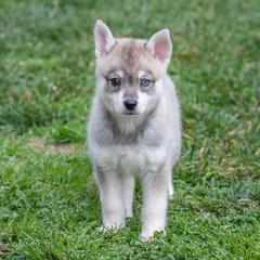 Girl 1 - Gray and white female Alaskan Klee Kai puppy in Klamath Falls, Oregon from Nordic Mini Huskys