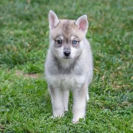 Girl 1 - Gray and white female Alaskan Klee Kai puppy in Klamath Falls, Oregon from Nordic Mini Huskys