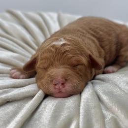 Lily - Red  female Goldendoodle puppy in Queen Creek, Arizona from Goldendoodle AZ