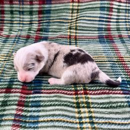 Dancer - Blue merle and white female American Corgi puppy in Waskom, Texas from Piney Woods Corgis