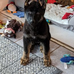 German Shepherd Puppies from Valley Shepherds LLC