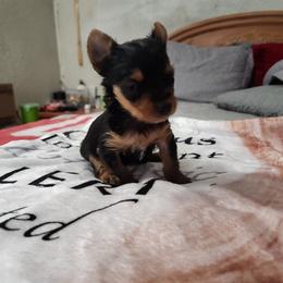 Borff - Black and tan male Yorkshire Terrier puppy in Sidney, Ohio from Little Yorkie World
